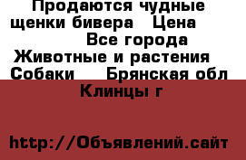 Продаются чудные щенки бивера › Цена ­ 25 000 - Все города Животные и растения » Собаки   . Брянская обл.,Клинцы г.
